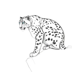 Fototapeta premium Himalayan Majesty: Ultra-Photorealistic Snow Leopard on Snowy Ledge with Icy Blue Eyes & Falling Snow - Cinematic 8K Wildlife Documentary Shot