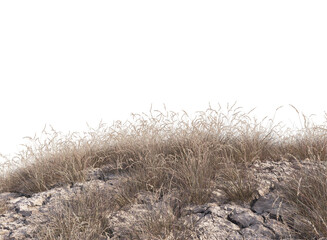 dry grass growing on cracked ground 