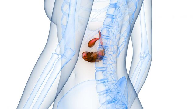 Human Internal Organs Pancreas with Gallbladder Anatomy Animation Concept