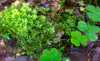 緑の絨毯に息づく命