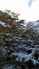 Autumn Colours in Cerro Martial, Patagonia, Ushuaia, Argentina