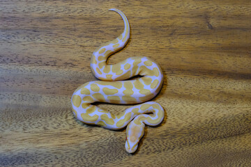 ball python snake reptile. The royal serpent. Beginner and popular snake for kids, Ball python (python regius) crawling on hand. Purple Albino Ball Python.
