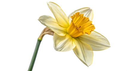 Wales daffodil  isolated on white background PNG. AI GENERATED