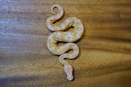 ball python snake reptile. The royal serpent. Beginner and popular snake for kids, Ball python (python regius) crawling on hand. Purple Albino Ball Python.