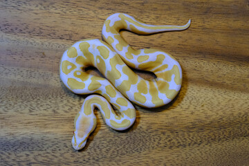 ball python snake reptile. The royal serpent. Beginner and popular snake for kids, Ball python (python regius) crawling on hand. Purple Albino Ball Python.