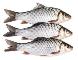 Fototapeta premium Three Whole Fresh Crucian Carp Fish Laid Side by Side, isolated on a transparent background png