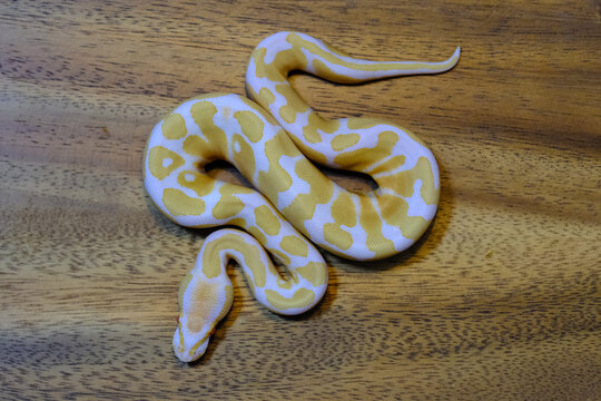 ball python snake reptile. The royal serpent. Beginner and popular snake for kids, Ball python (python regius) crawling on hand. Purple Albino Ball Python.