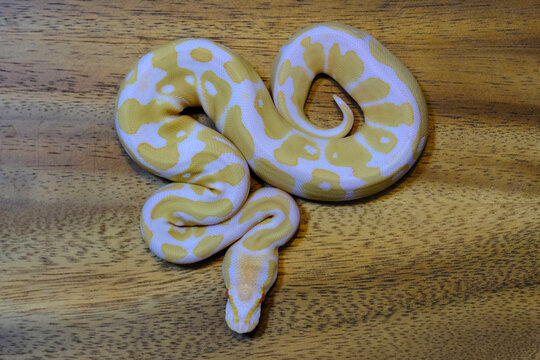 ball python snake reptile. The royal serpent. Beginner and popular snake for kids, Ball python (python regius) crawling on hand. Purple Albino Ball Python.