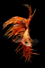 This stunning Betta splendens, a "Crowntail" variety, showcases magnificent orange and black fins with striking, spiky rays, 18 juny 2025 Indonesia