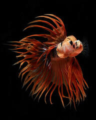 This stunning Betta splendens, a "Crowntail" variety, showcases magnificent orange and black fins with striking, spiky rays, 18 juny 2025 Indonesia