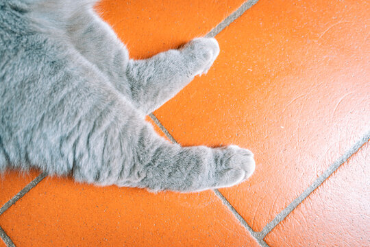 zampe di micio