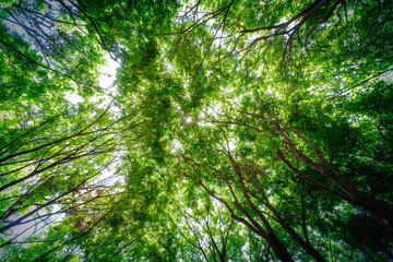 The dense canopy of trees overhead