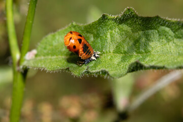 Obraz premium Close up of a UK British Ladybird or Ladybug Insect in the wild