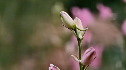 Close-up of pink larkspur buds with soft blurry background, natural detail, macro.