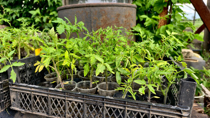Young tomato seedlings in plastic pots inside a black box outdoors near a rusty barrel.