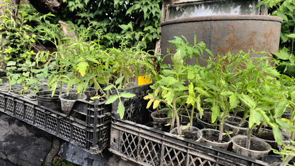 Young, healthy tomato seedlings in cups arranged in black boxes, outdoors, ready for planting.