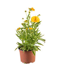 Yellow chrysanthemum blooming in a pot cut out isolated transparent background