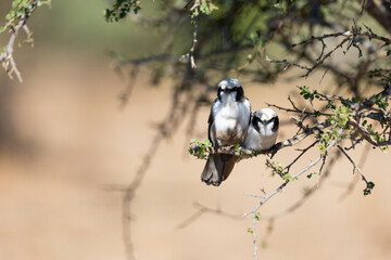 a white crowned shrike perched in a thorn tree
