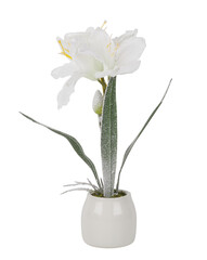 Snow white tree with blooming flowers in a pot cut out isolated transparent background