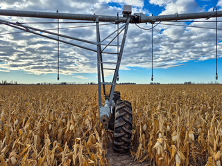 Irrigation pivot over a field of mature corn in Argentina.