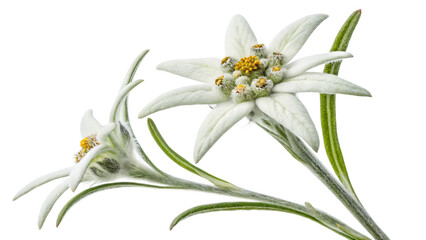 Austria  edelweiss  leontopodium alpinum  isolated on white background PNG. AI GENERATED