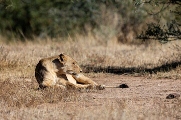 a lioness lying in the sun