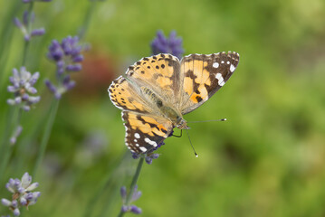 Painted Lady (Vanessa cardui) butterfly perched on lavender in Zurich, Switzerland