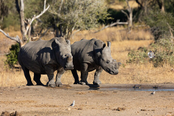 Two white rhinos at the waterhole