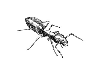 Vector illustration of ant on white background. Graphic image of the Tapinoma magnum ant. Ant infestation and their control