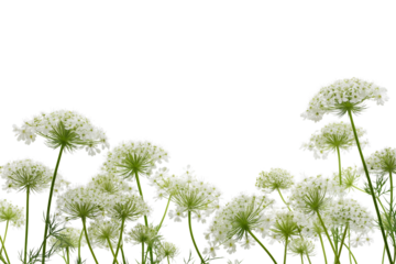 Queen Anne's Lace flowers on stems  isolated on white background