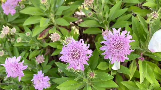 Pterocephalus dumetorum or Rosalito salvaje, Mountain scabious endemic to Canary Islands with pink purple flowers close up in Vilafor, Tenerife,4K