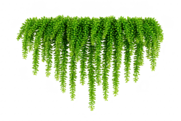 Lush, cascading string of pearls plant with vibrant green leaves creates natural, serene atmosphere. hanging foliage adds touch of elegance and tranquility to any space