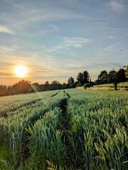 sunset over the field
