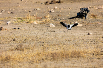 a backsmith lapwing landing