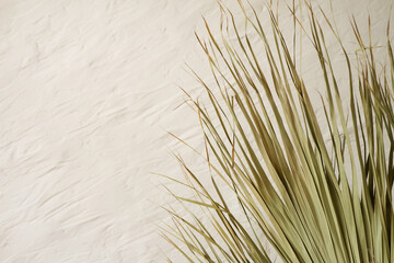 Close up of dry palm leaves on a textured beige background. Natural botanical decor for tropical and minimalist design.