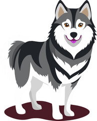 Fototapeta premium Alaskan Malamute