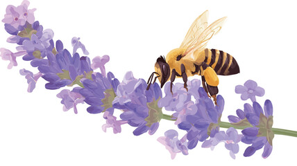 A detailed close-up illustration depicts a honeybee actively pollinating a sprig of lavender. The bee is centrally positioned, sharply in focus, showcasing intricate details of its body, wings,