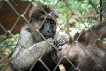 Two Green monkey (Chlorocebus sabaeus) playing in iron cage at the zoo in Thailand. Blurred cage for foreground.