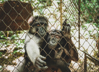 Green monkey (Chlorocebus sabaeus) extend hand out of iron cage at the zoo in Thailand. Blurred...