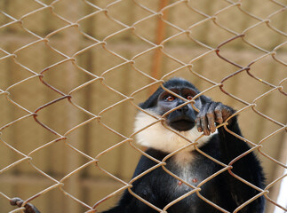 Single Red tailed monkey (Cercopithecus ascanius) sitting in iron cage and looking at camera....