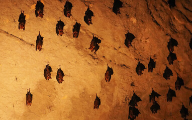 A flock of bats sleep on the ceiling in Chomphon Cave, Ratchaburi Province,Thailand.