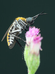 This detailed macro shot features a Toxophora fly perched on a dried flower, its long legs grasping the petals, 18 juny 2025 Indonesia