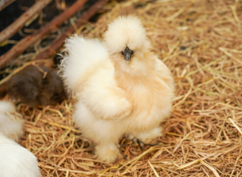Portrait of Silkie Chicken also known as Chinese Silky Chicken  (Gallus gallus domesticus Brisson)  in farm. Close up.