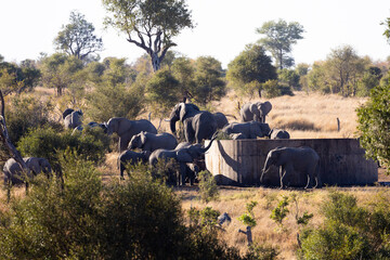 a breeding herd of African elephants at a dam