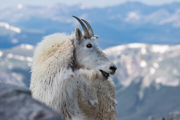 mountain goat on a mountain
