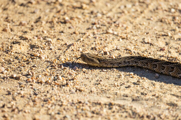 a puff adder crossing a sand road