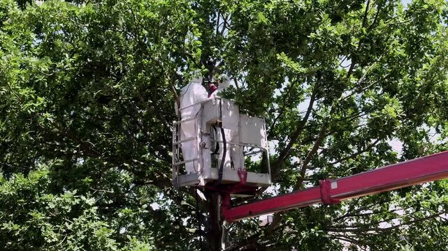 Arbeiter entfernen Eichenprozessionsspinner im Schutzanzug mit Hebeb&uuml;hne