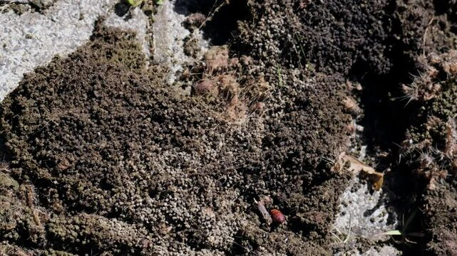 Nestreste und Brennhaare des Eichenprozessionsspinners nach Entfernung durch verkochen