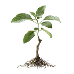 Young Plant Sprout with Roots