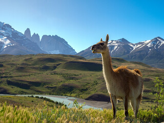 Guanaco in the Torres del Paine national park